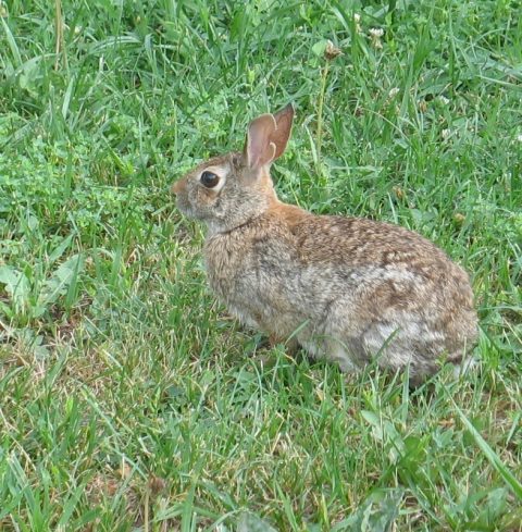 If only Ethiopia had therapy bunnies - Jane Kurtz