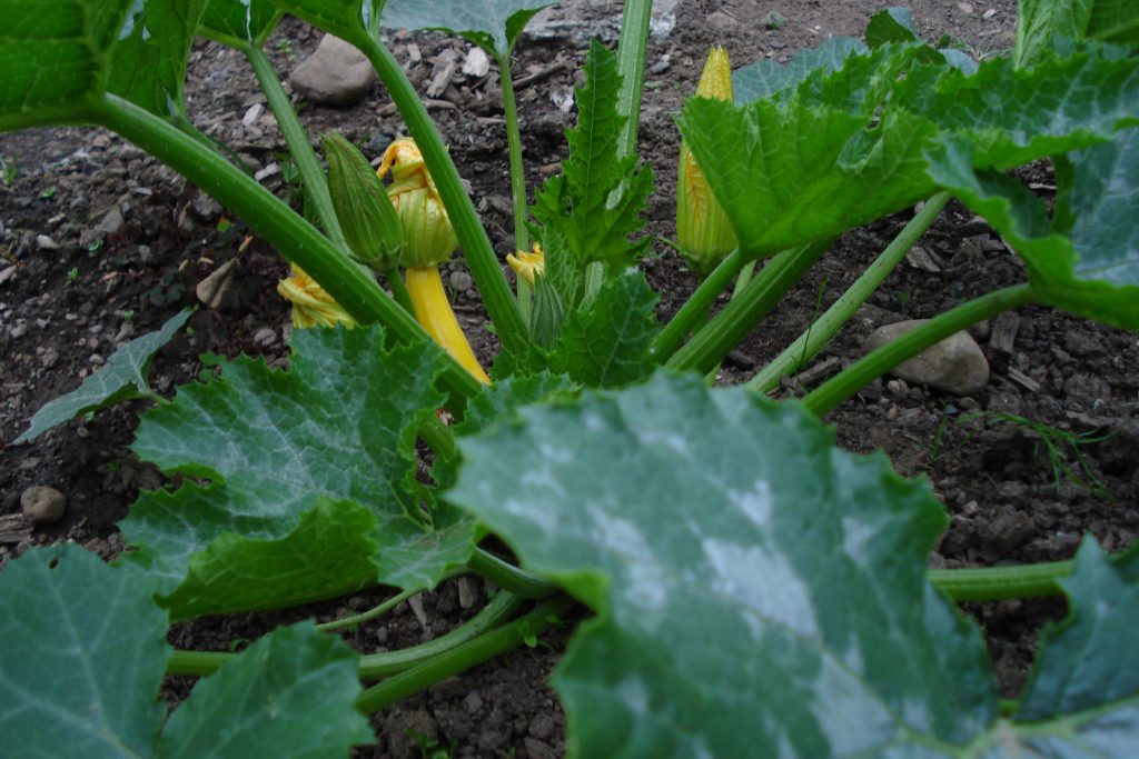 golden zucchini