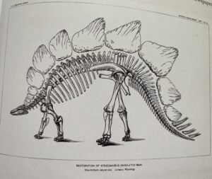 Sketch by O.C. Marsh of one of his dinosaur finds